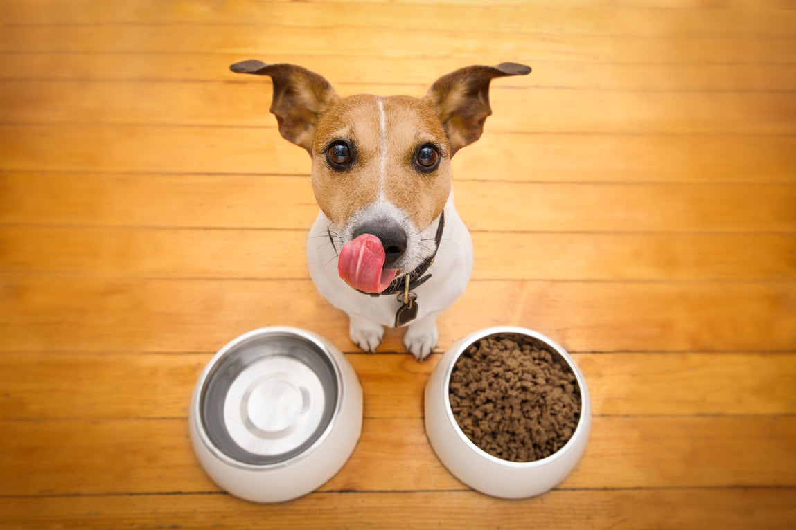 A Complete Guide to a Healthy Dog Diet