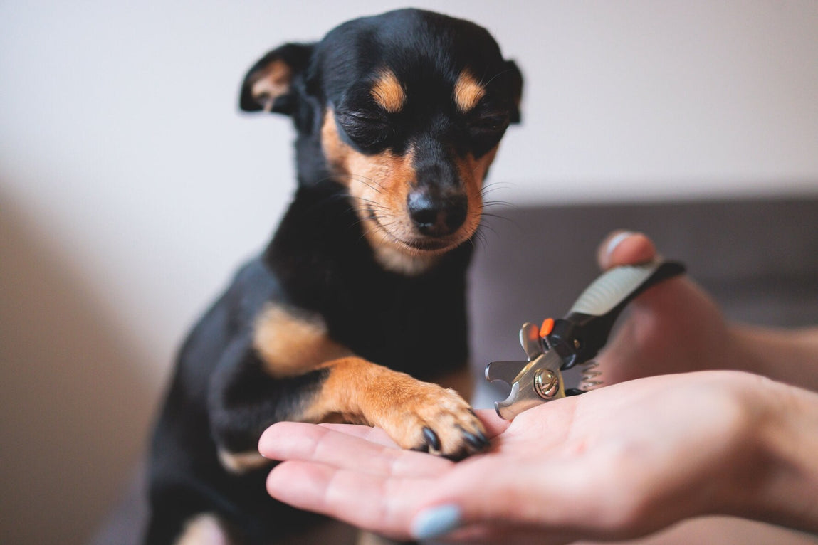 Clipping Dog Nails: A Guide to Cutting Your Pet’s Nails
