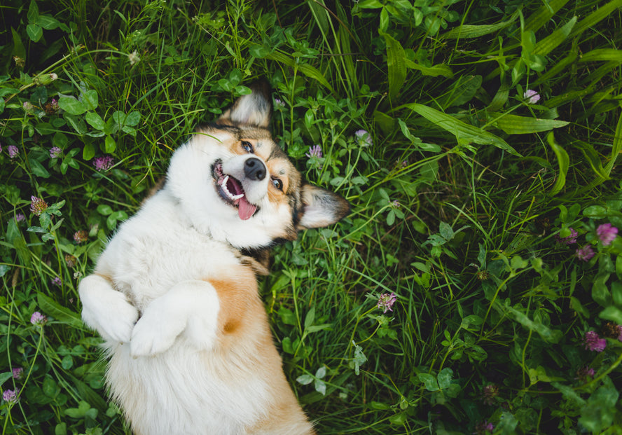 Supporting Your Pet’s Gut Health: Prebiotics, Postbiotics, and Probiotics!