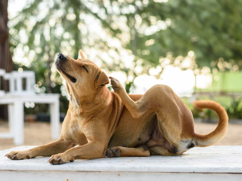 A dog sitting on a bench