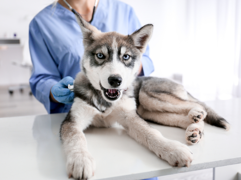 A dog on a table being check by vet