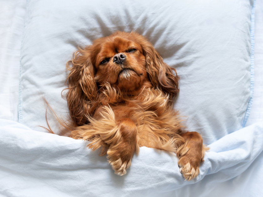 A dog sleeping on a bed