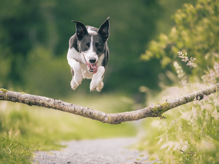 A dog jumping over a tree branch