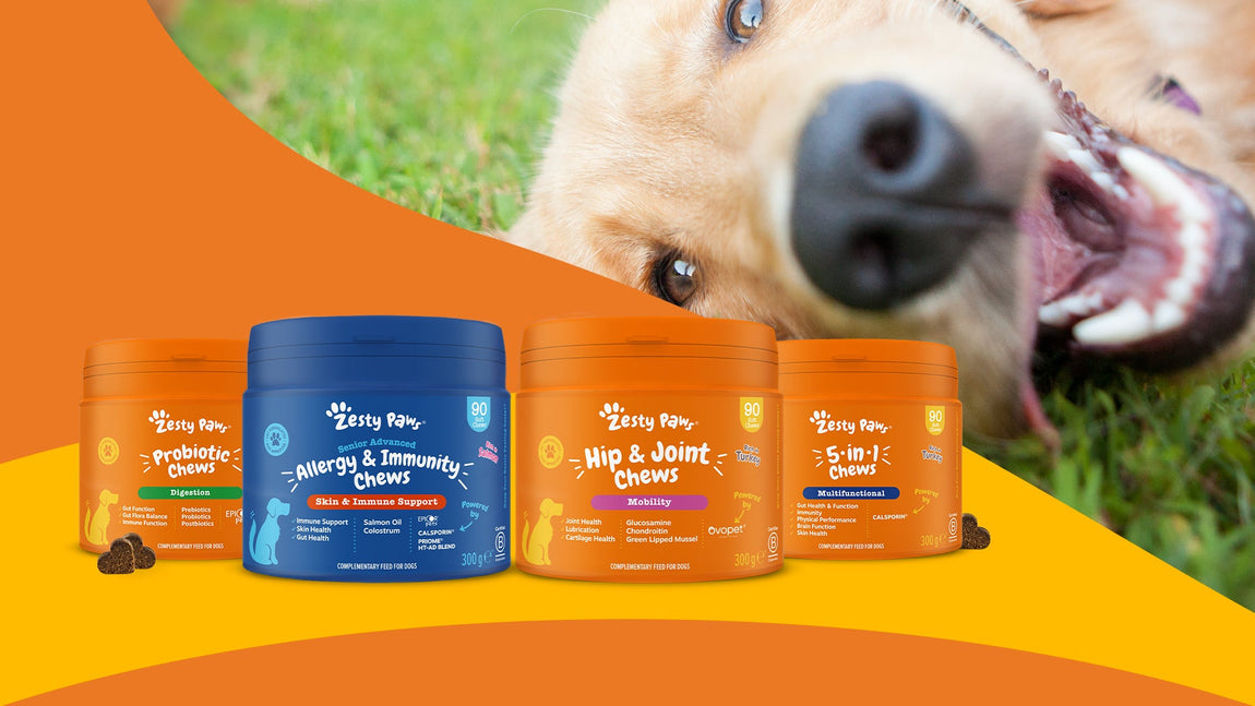 A playful golden retriever peeks at the camera with a close-up of its face, while Zesty Paws dog supplements products are displayed on a dual orange and yellow background.
