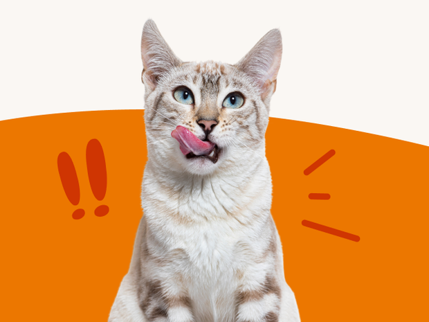 Cat sitting against an orange background graphic with playful illustration accents, representing real pet health concerns and everyday wellbeing needs.