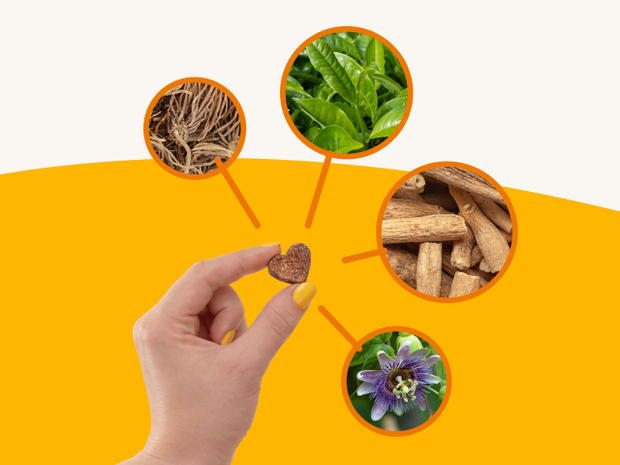 Hand holding a pet supplement chew with highlighted natural ingredients around it, illustrating carefully selected ingredients backed by research.