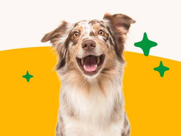 Happy dog against a bright yellow background with decorative icons