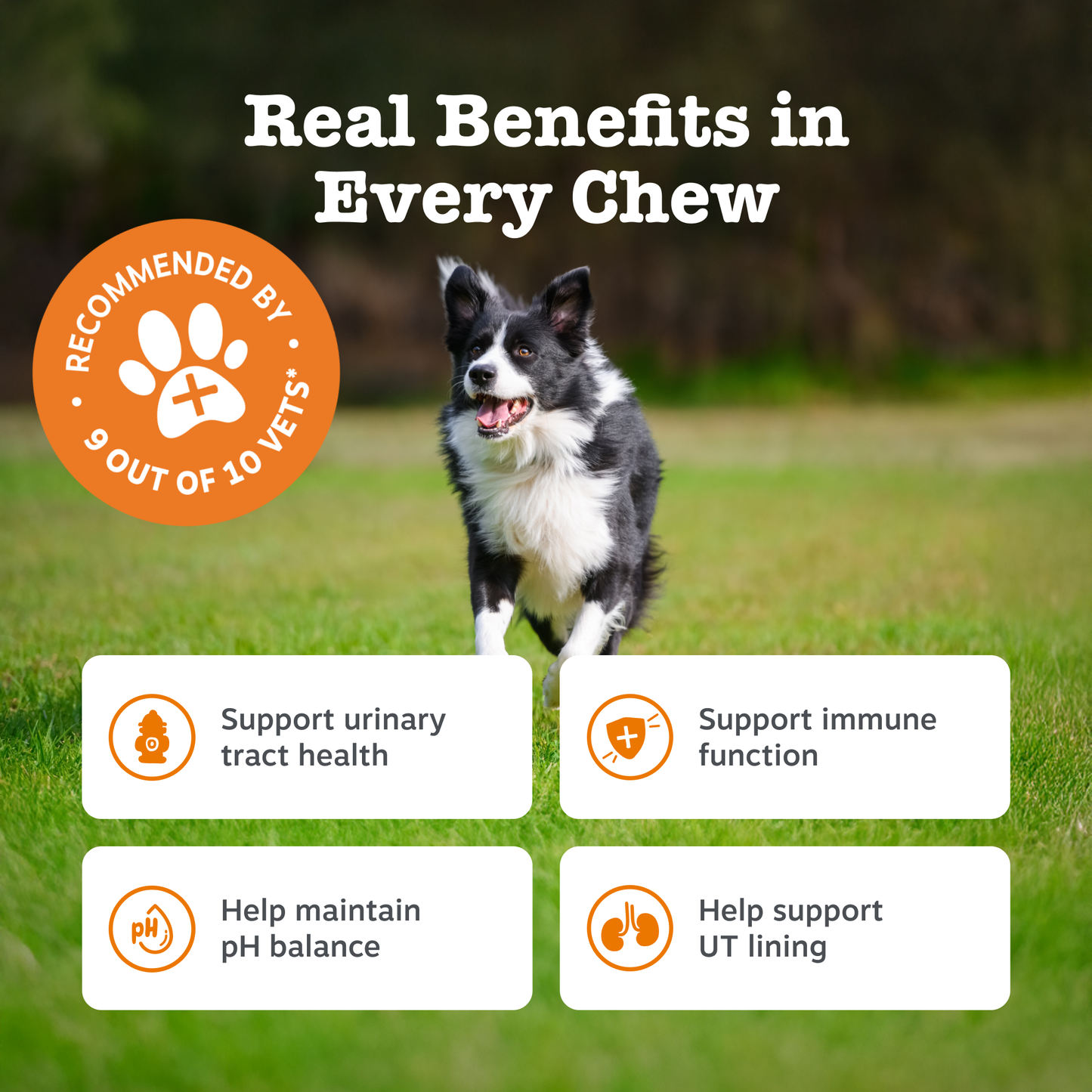 Zesty Paws Cranberry Urinary Chews