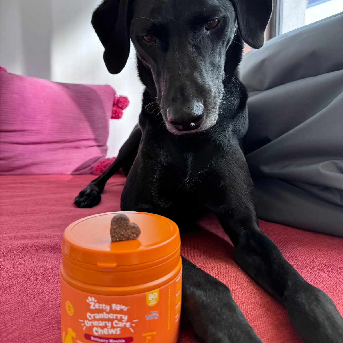 Zesty Paws Cranberry Urinary Chews