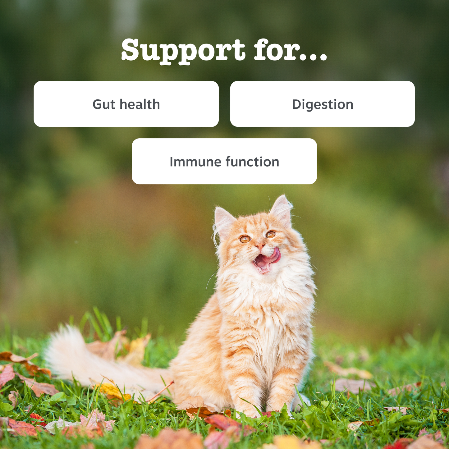 Zesty Paws Digestion Paste
