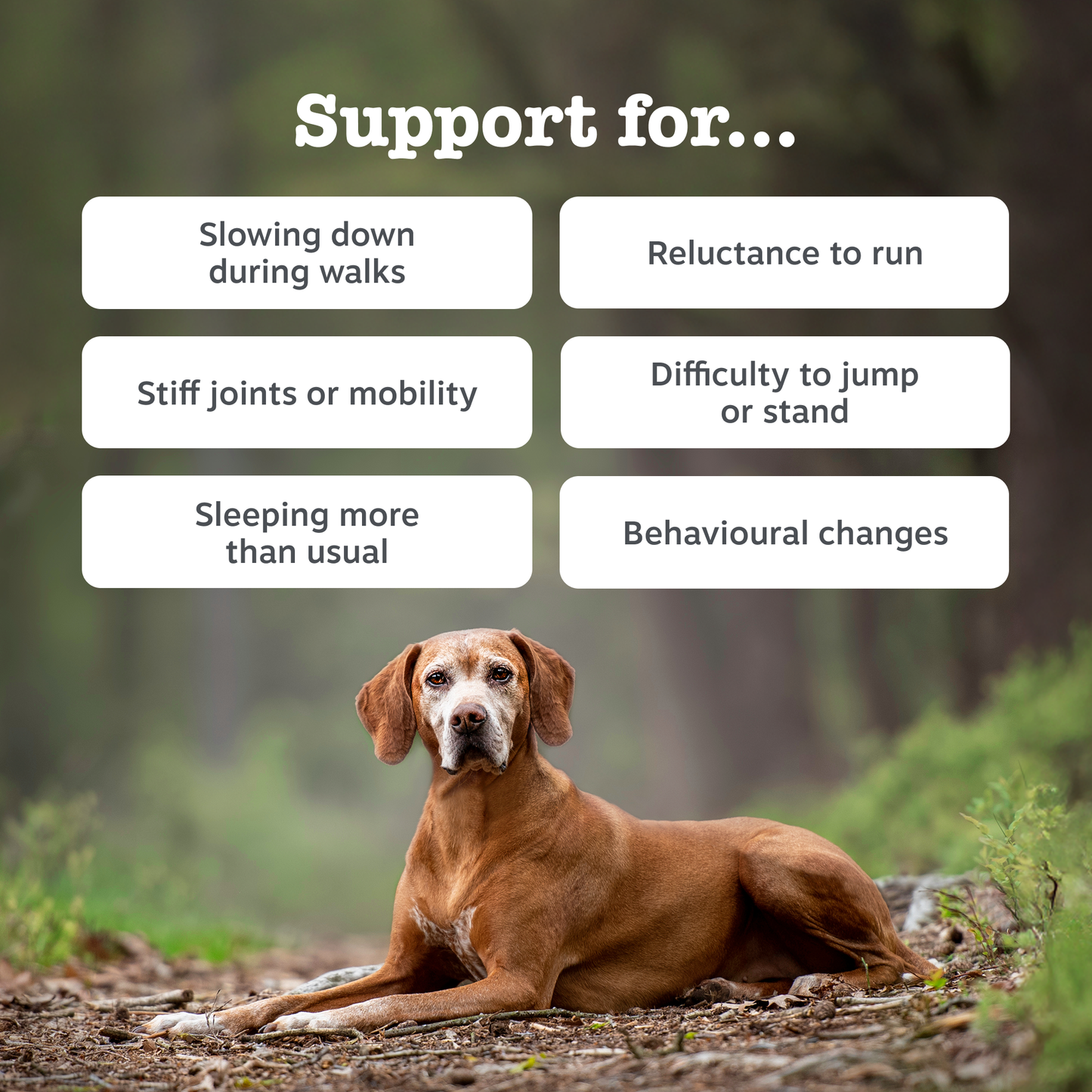 Zesty Paws Hip & Joint Chews