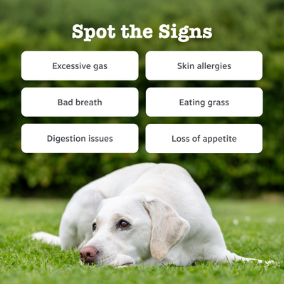 Zesty Paws Probiotic Chews