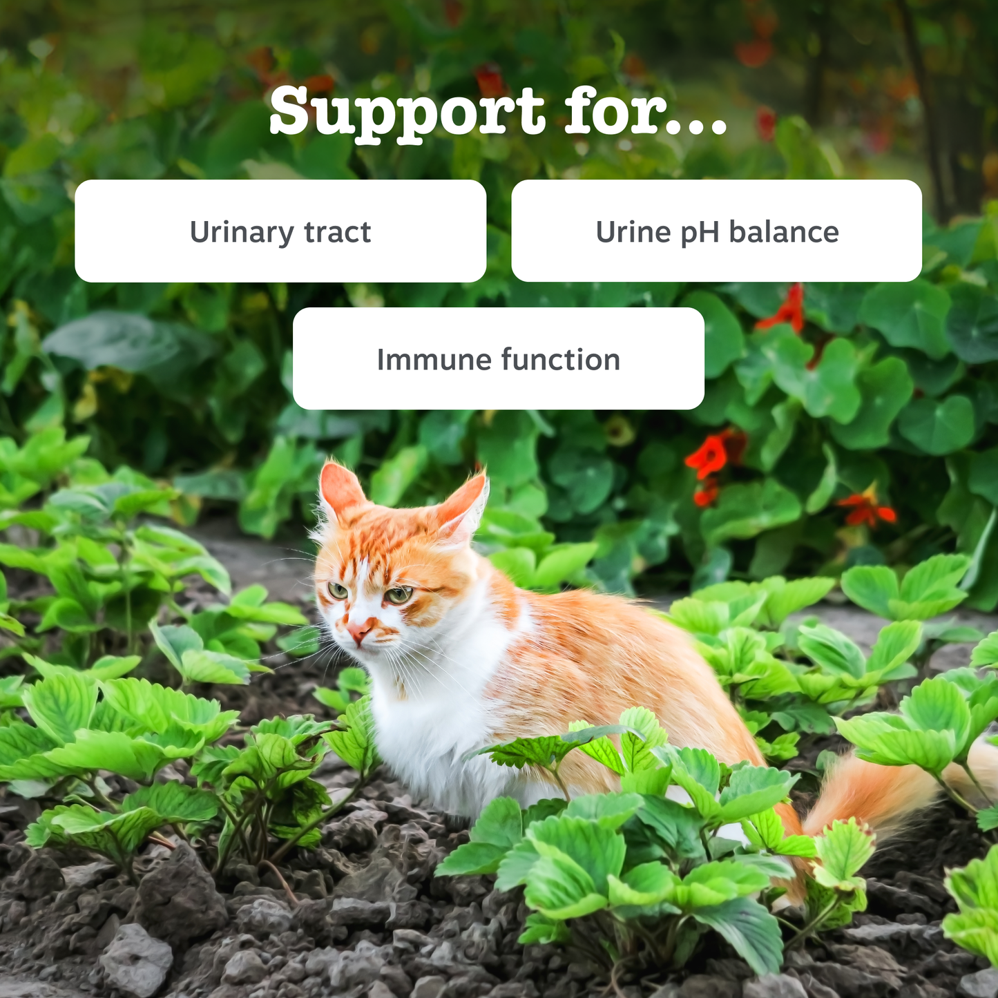 Zesty Paws Urinary & Renal Care Paste