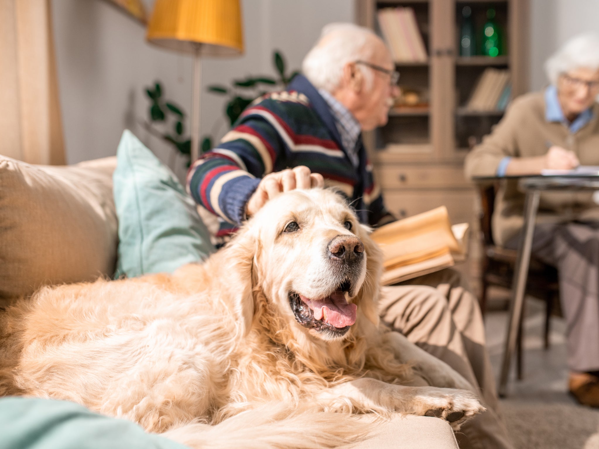 A senior dog rest on sofa next to their owner