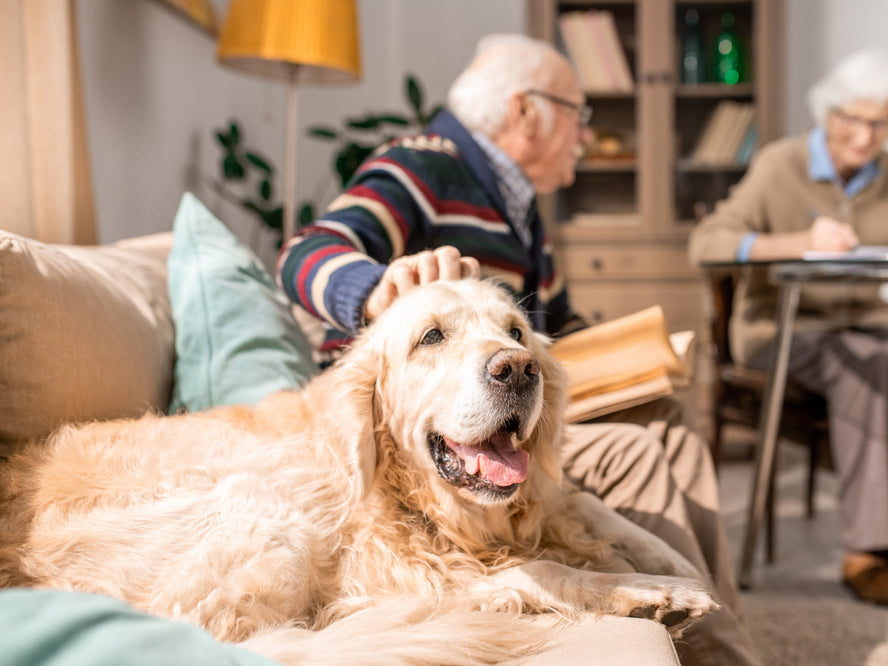 A senior dog rest on sofa next to their owner
