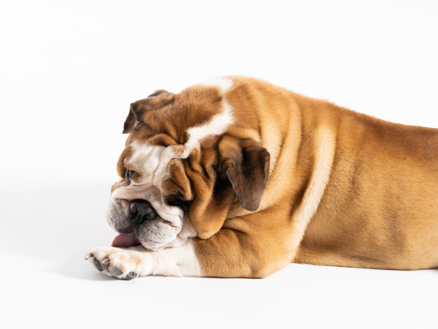 Overweight Dogs: How to Tell if Your Pet is Overweight