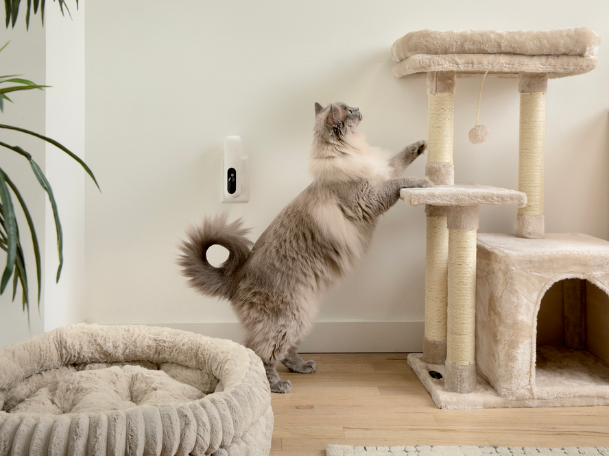 The Secret Language of Cats: How Pheromones Create Calm at Home