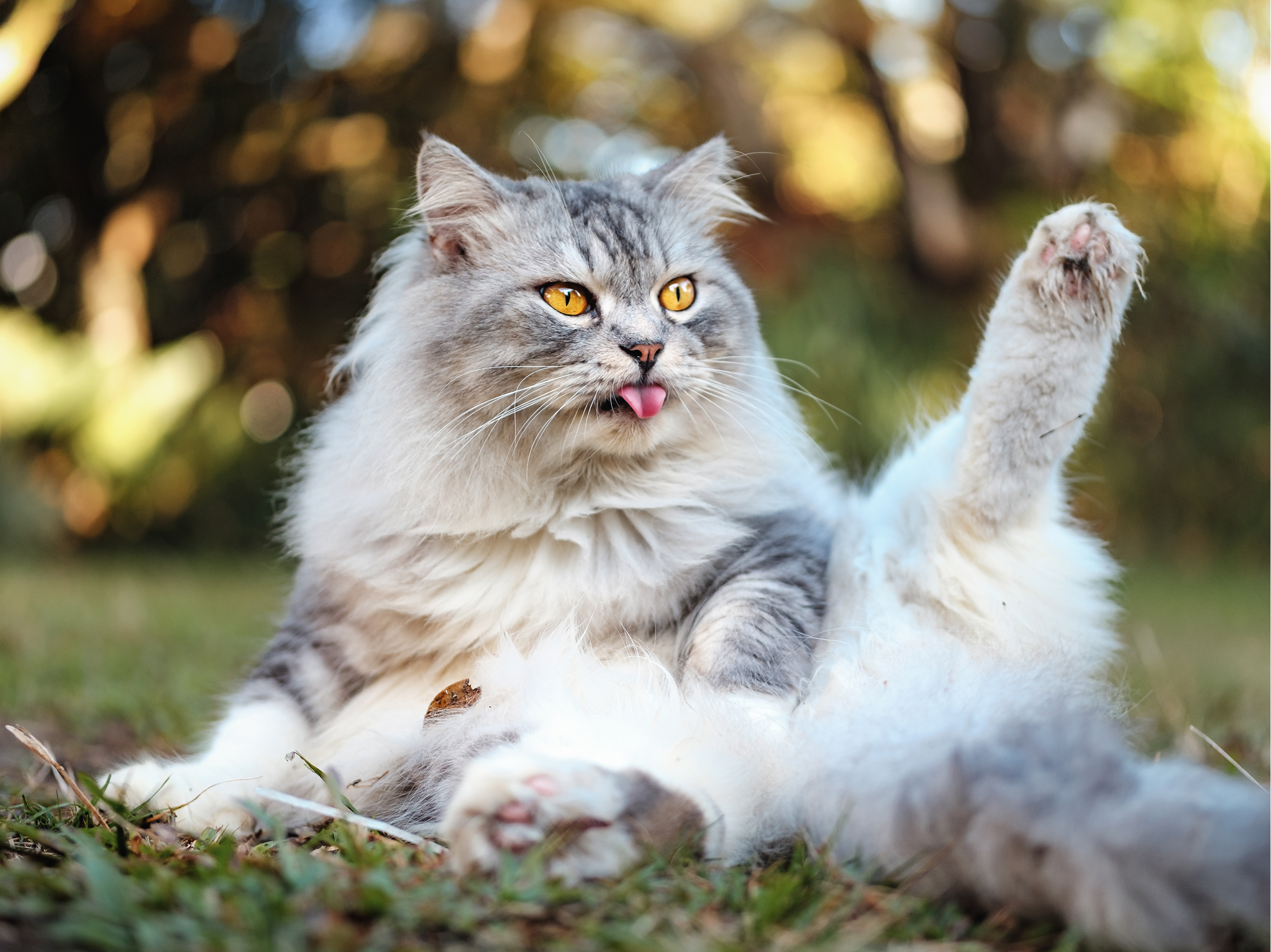 Beyond the Hairball: What Your Cat's Digestive Health is Really Telling You