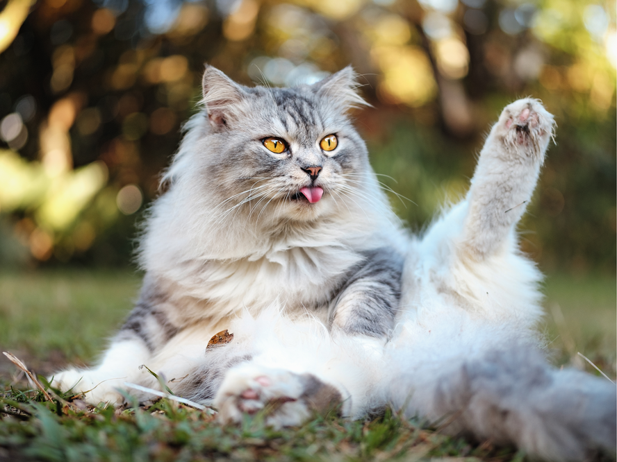 Beyond the Hairball: What Your Cat's Digestive Health is Really Telling You