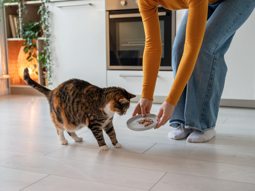 Cracking the Code on Picky Cats: The Easiest Way to Add Daily Health Support
