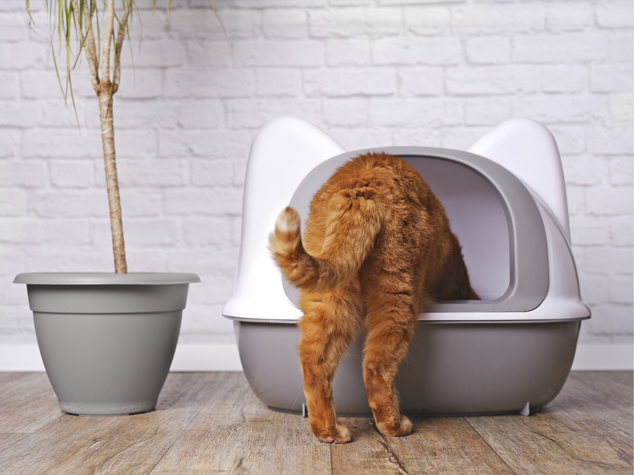 The Quiet Signs: Why Your Cat's Urinary Health Deserves Your Attention