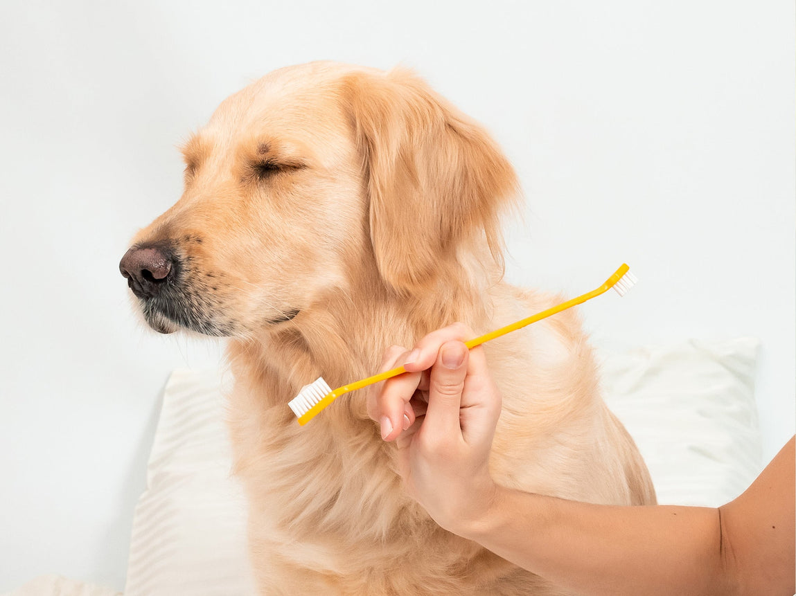 The 10-Second Dental Habit That Fits Into Real Life With Pets
