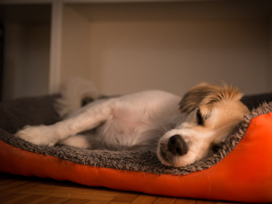 My Dog Has Diarrhoea: What to Do First & Whether Probiotics Can Help