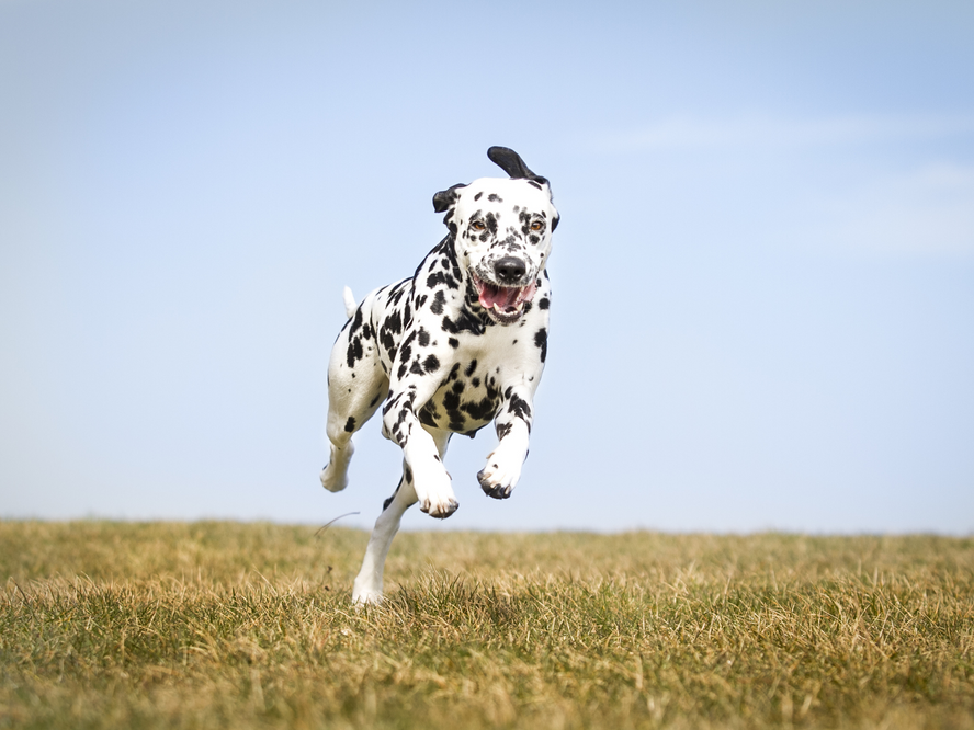 When Every Step Counts: Understanding Your Pet's Hidden Joint Health Needs