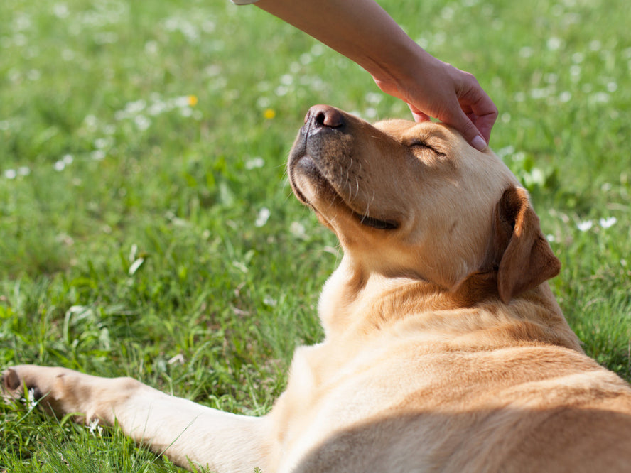 Can Probiotics Help Dogs with IBS? What the Evidence Actually Says