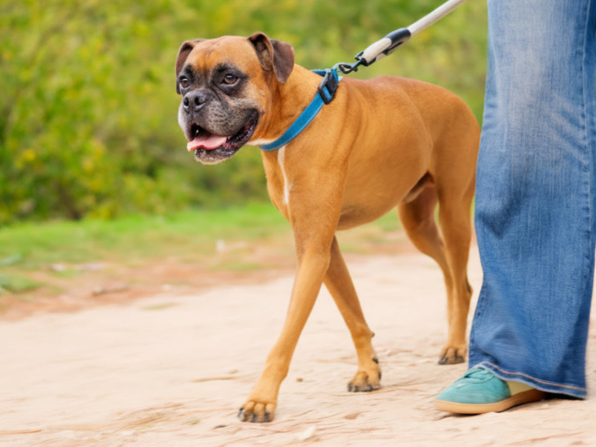 What Does Good Gut Health Actually Look Like in Dogs?