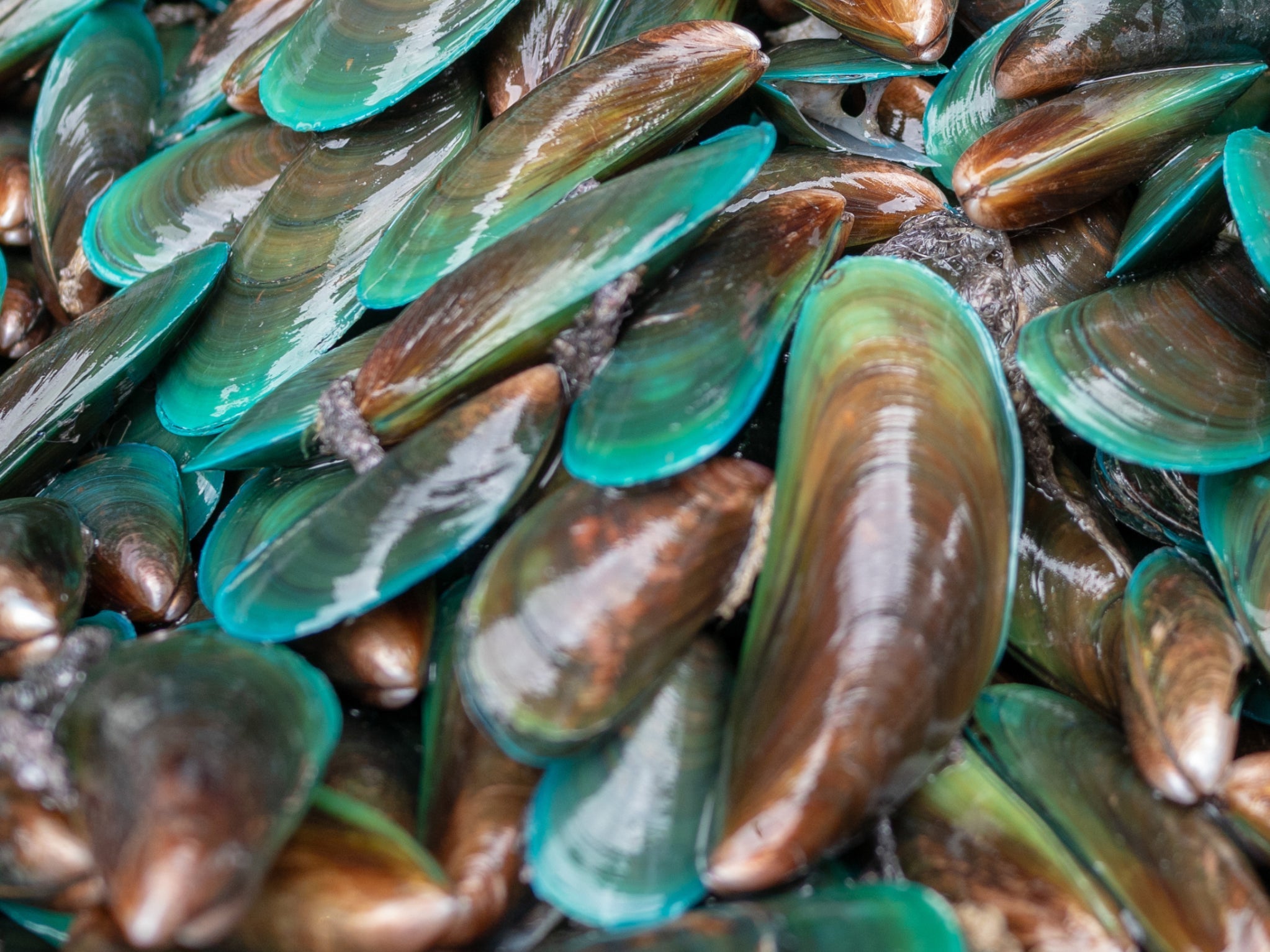 Green-Lipped Mussels