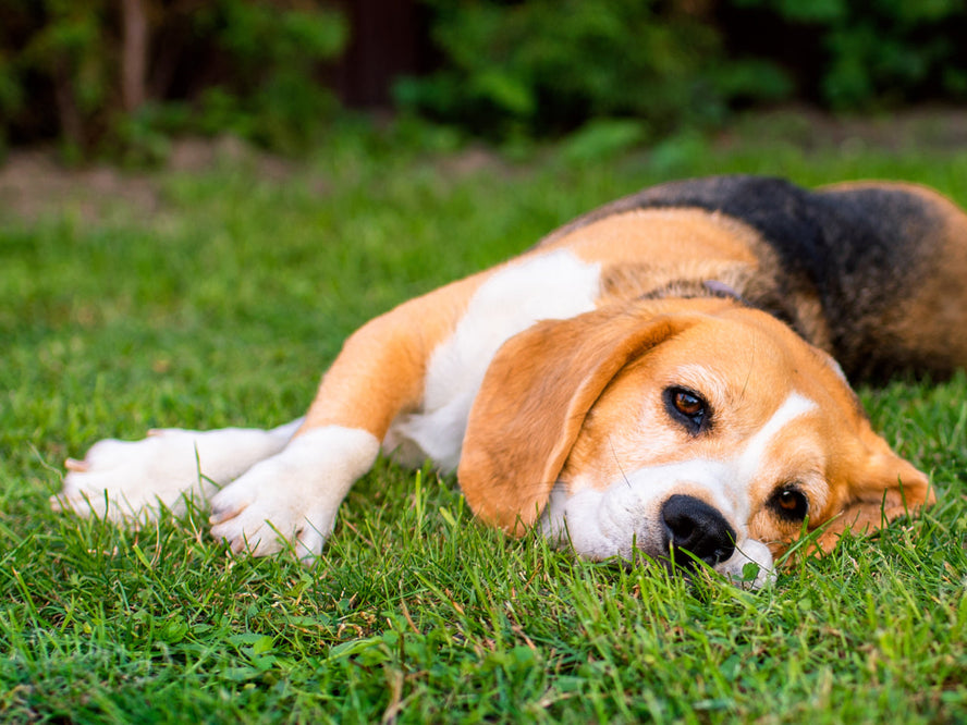 Signs Your Dog's Gut Health Is Off And What to Do About It