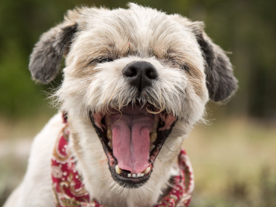 A dog having hiccups