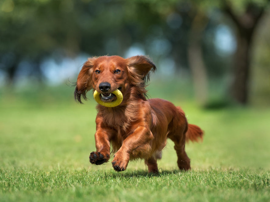 How Do Probiotics Actually Work in Dogs? The Science Made Simple
