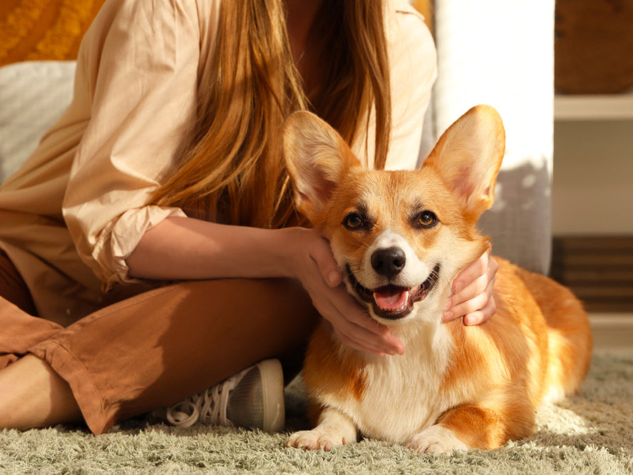 Dog Scooting & Anal Gland Problems: Is Gut Health the Missing Piece?