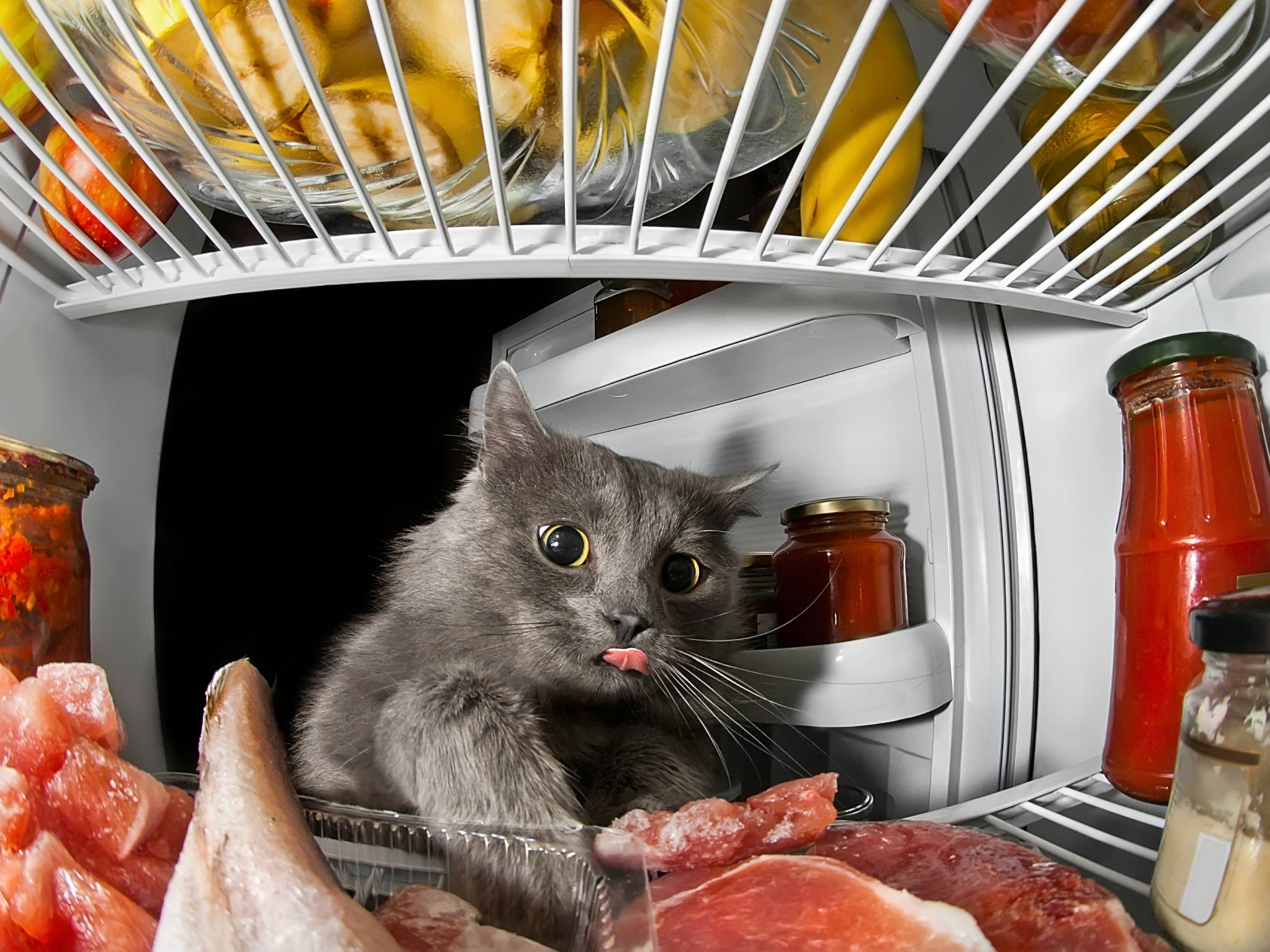 A cat taking food from the fridge