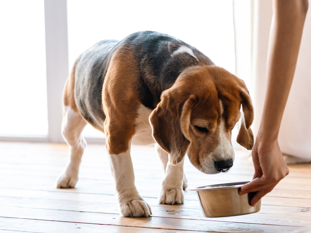 Dog Food Intolerance vs. Sensitive Stomach: How to Tell the Difference