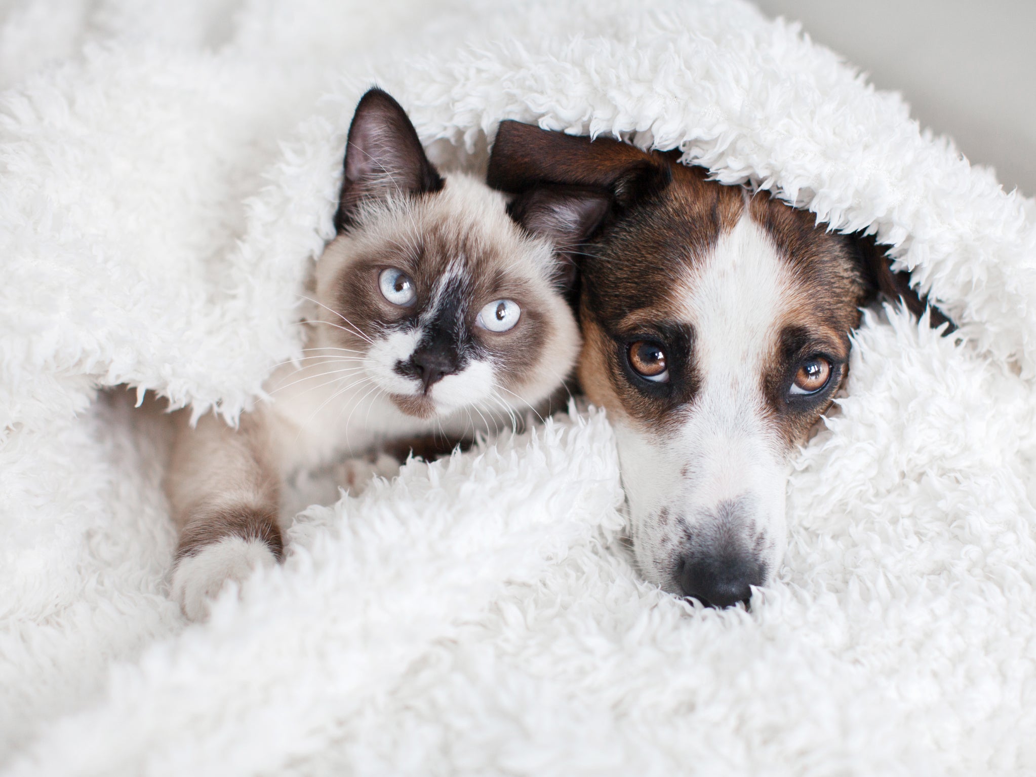 A dog and a cat covered by a white blanket