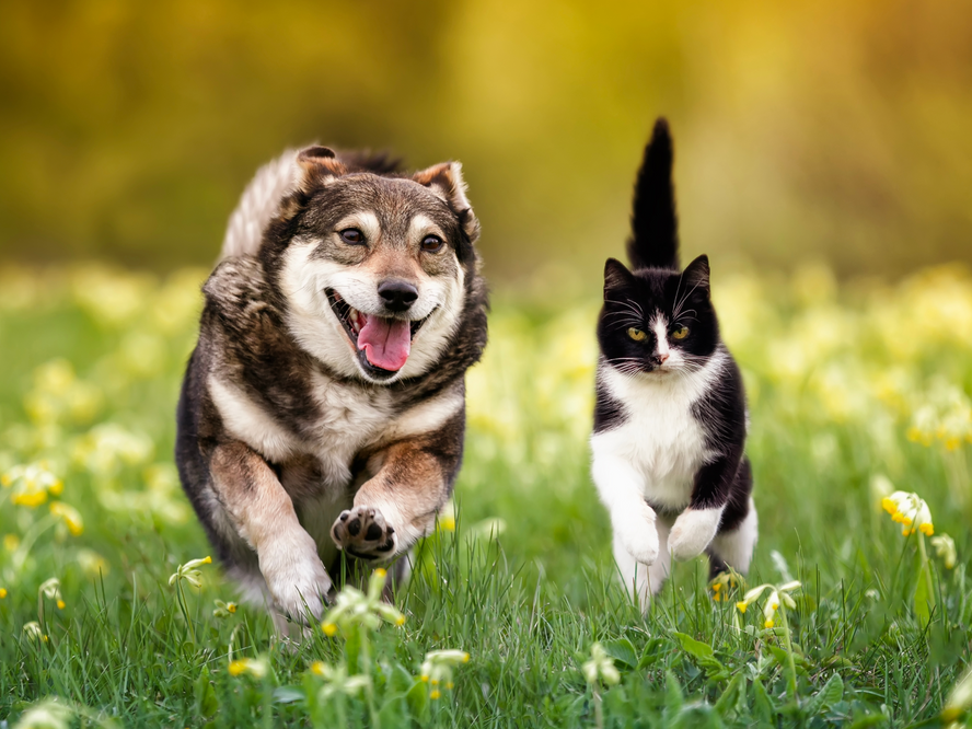 When Every Step Counts: Understanding Your Pet's Hidden Joint Health Needs