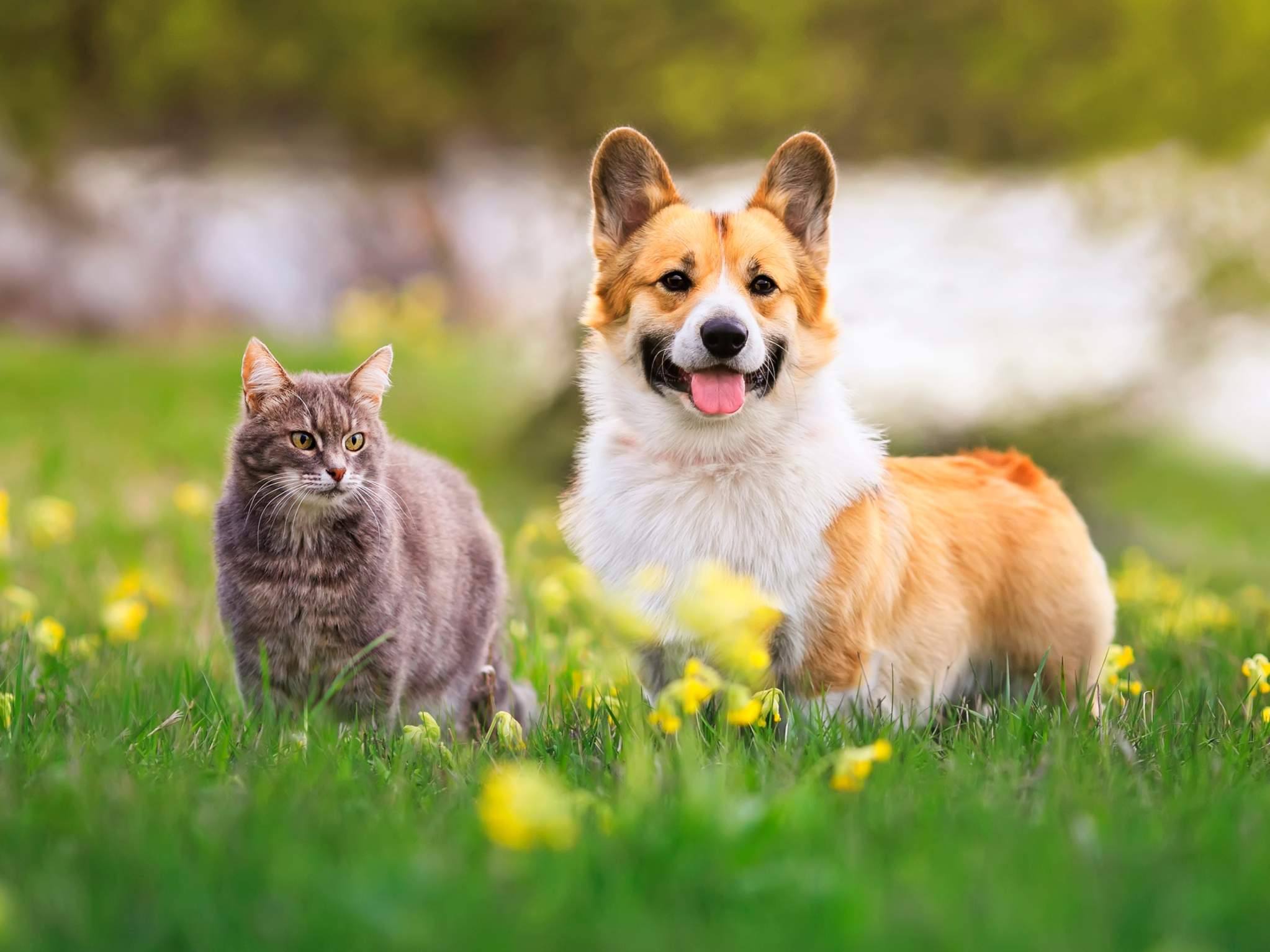 The Hidden Language of Your Pet's Skin: What Their Coat is Really Telling You