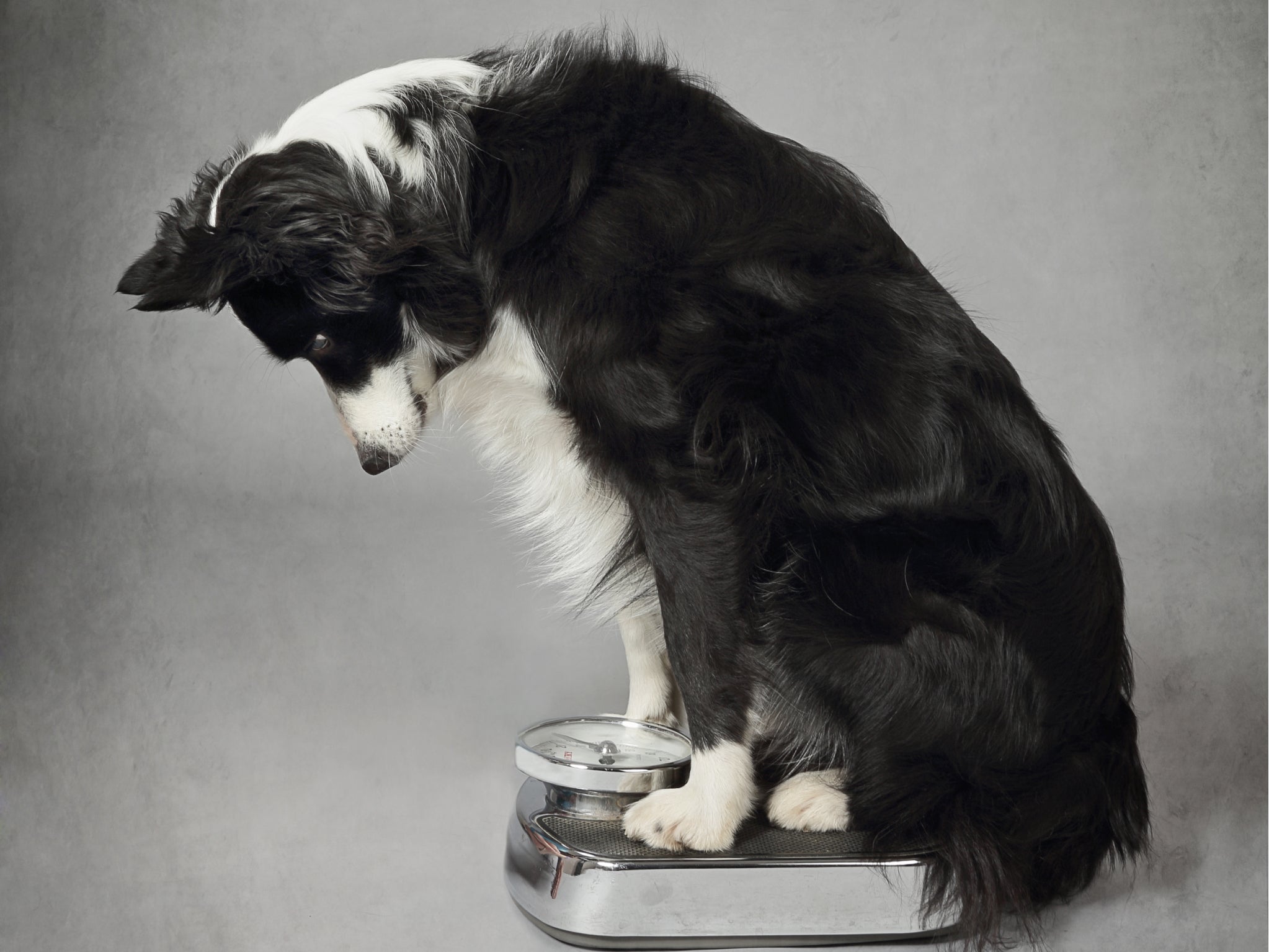 A dog on a scale