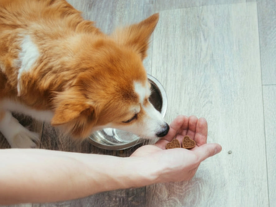 Prebiotics, Probiotics & Postbiotics for Dogs: What's the Difference & Does Your Dog Need All Three?