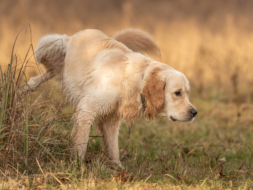 A dog urinating next to bushes on a field 
