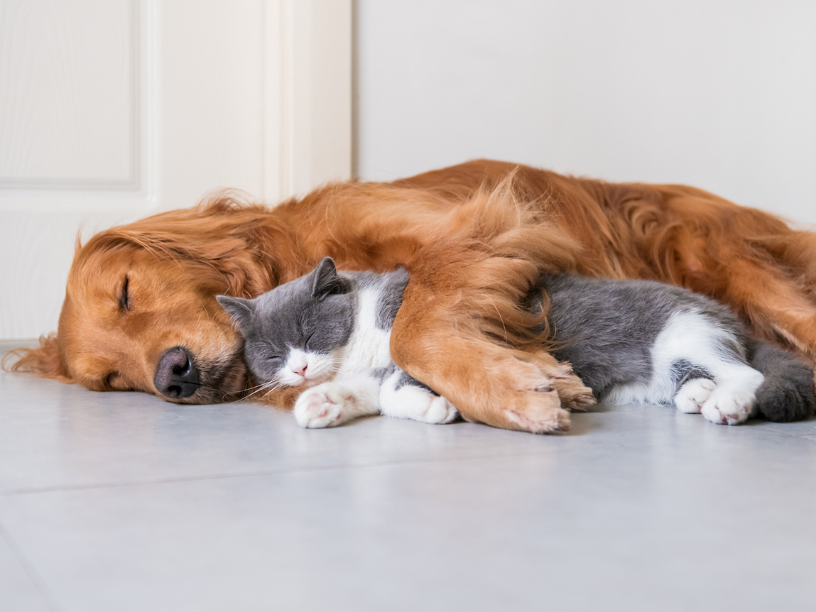Helping Your Pet Feel Secure When Life Gets Busy: A Guide to Calming Support