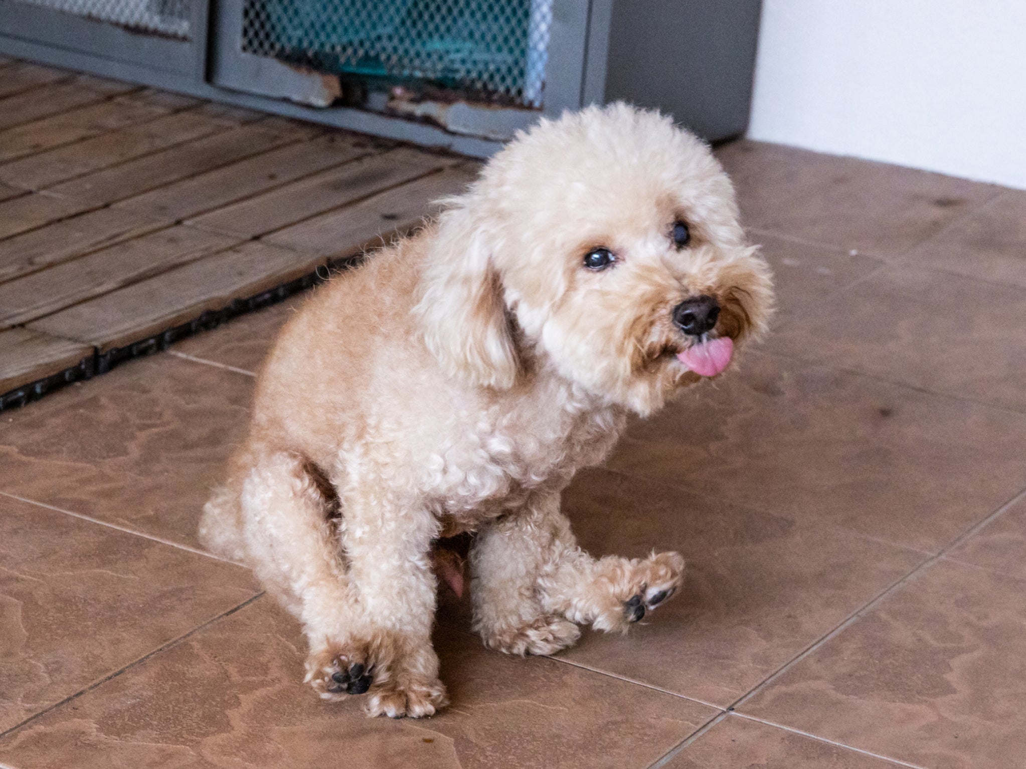 A dog scooting on the floor