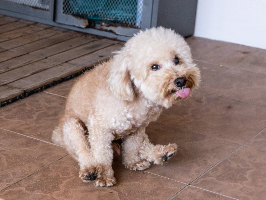 A dog scooting on the floor