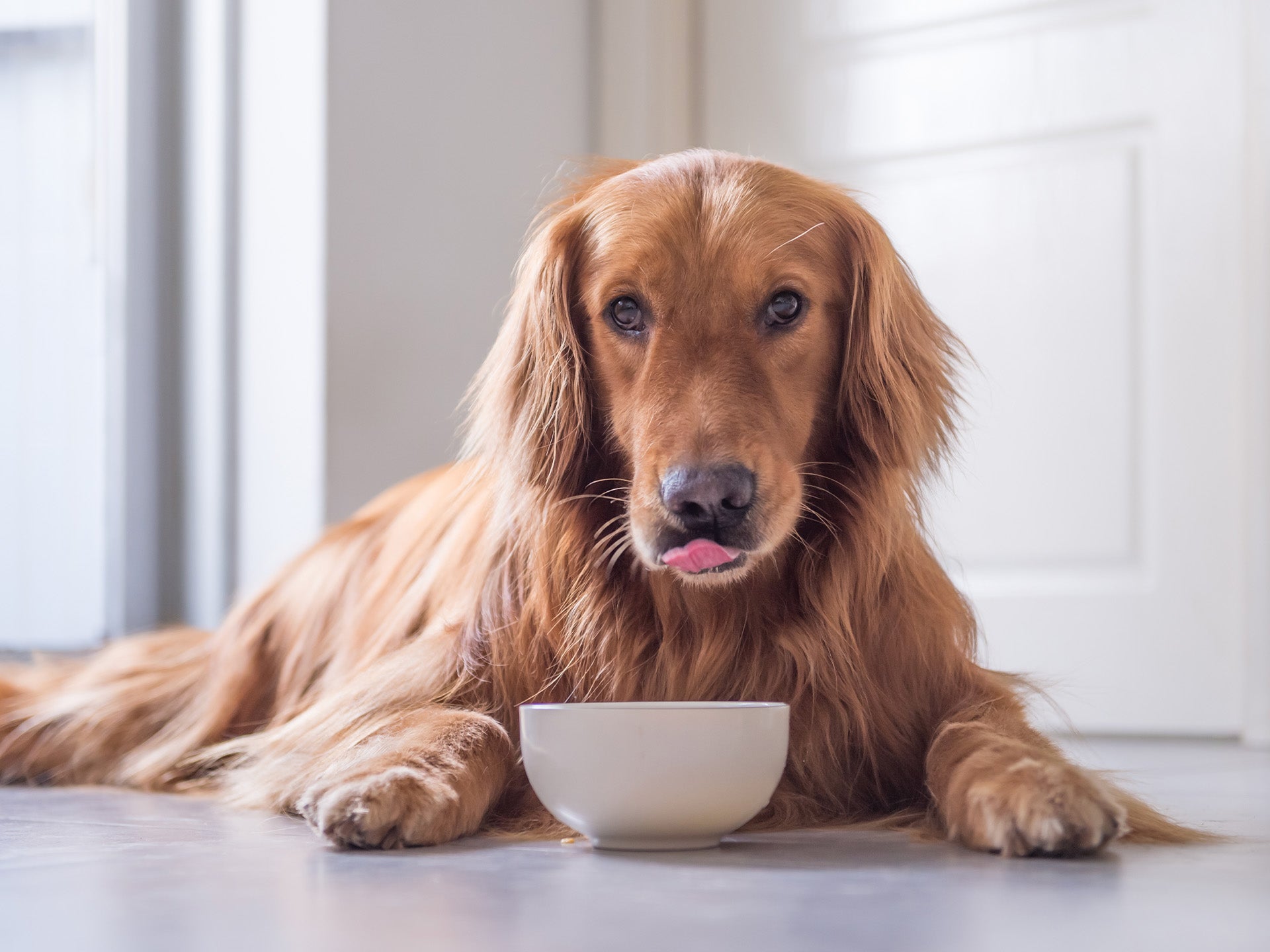 Why Does My Dog Have Digestive Problems? A Guide for Worried Owners