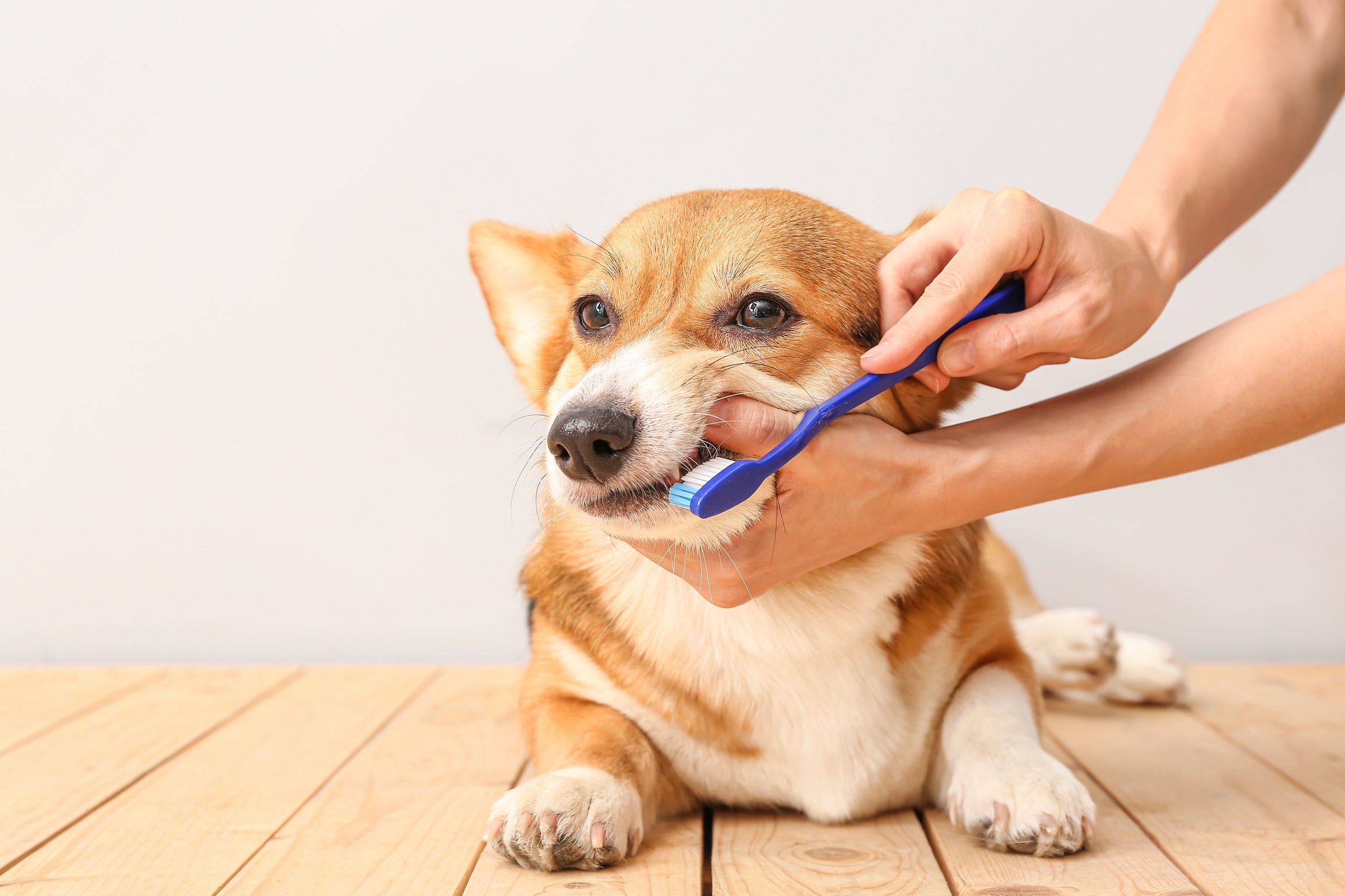 Dog Teeth: A Guide on Your Pet's Dental Health