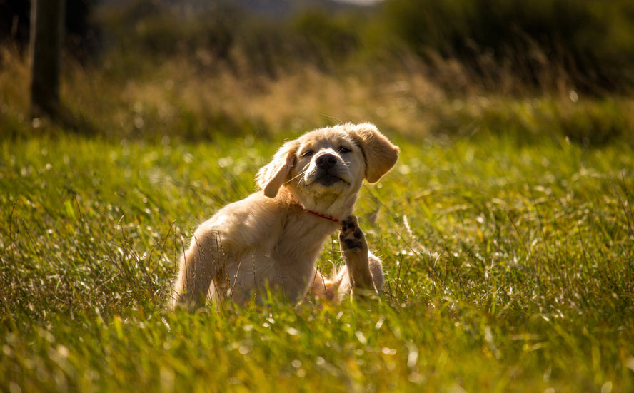Itchy Skin in Dogs: Common Causes and Ways to Provide Support