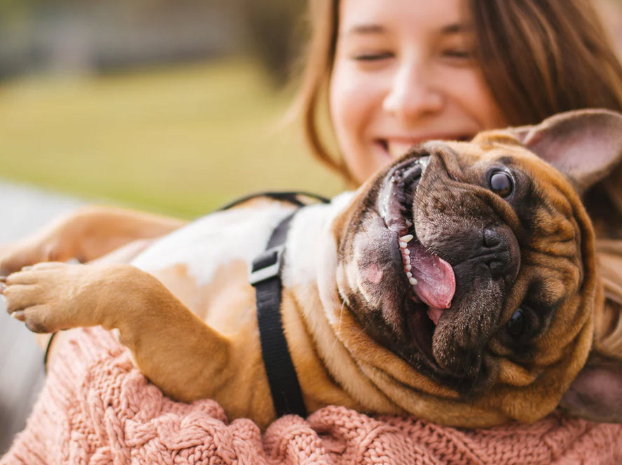 Dog Hiccups: Can Puppies and Dogs Have Them and How to Stop Them